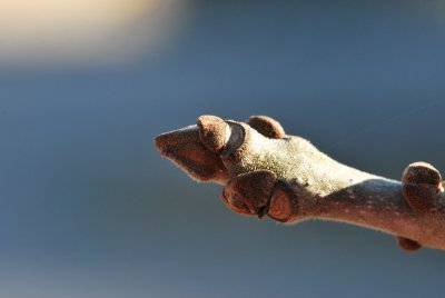 Fraxinus pennsylvanica 'Aucubifolia' - jasan pensylvánský - zimní pupeny
